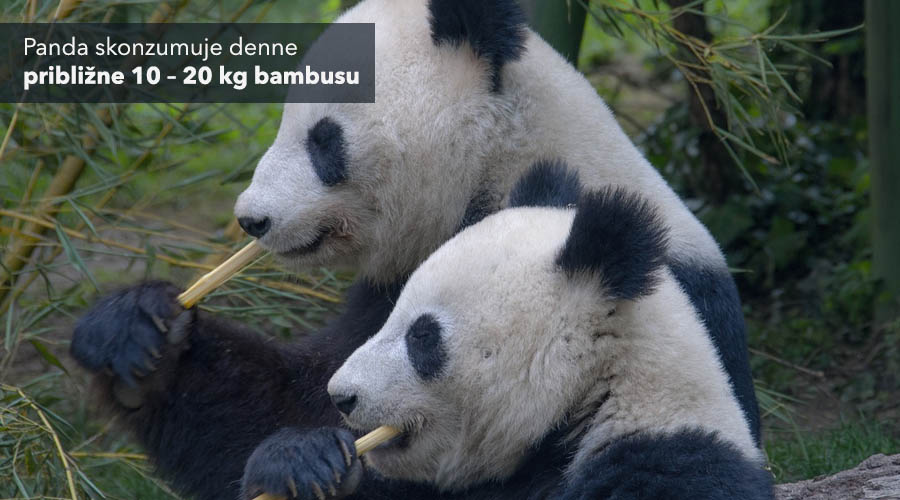 Dve pandy v lese konzumujú bambus, denne zjedia až 20kg bambusu